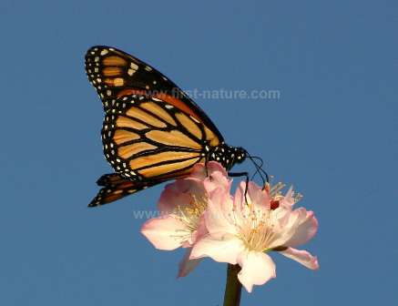 Monarch butterfly