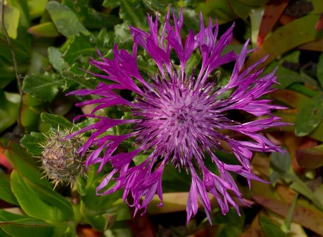 Centaurea pullata