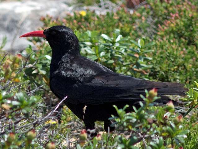 Chough