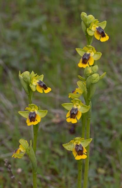 Ophrys lutea