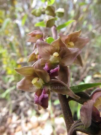 Epipactis helleborine ssp. tremolsii