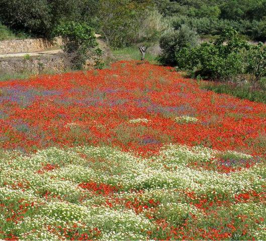The beauty of the Algarve countryside