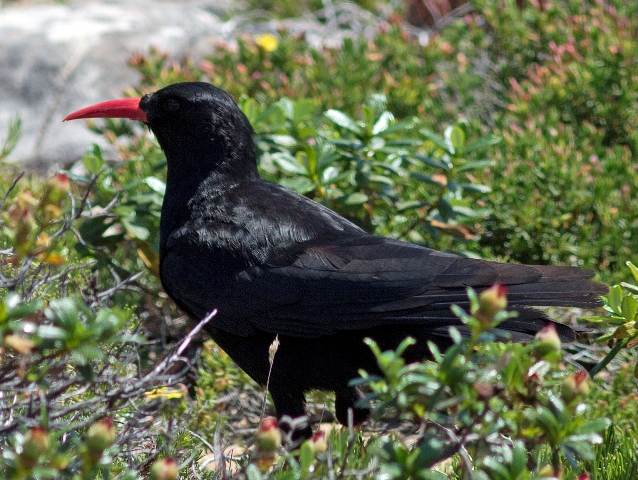 Chough at Cape St. Vincent