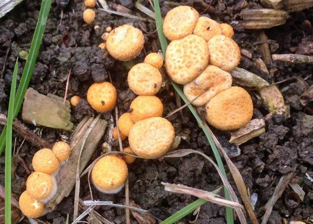 Immature Common Bird's-nest fungi