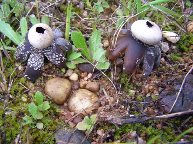 Barometer Earthstars