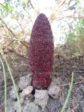 Maltese Fungus - Cynomorium coccineum