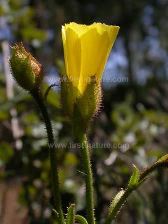 Portuguese Sundew - Drosophyllum lusitanicum