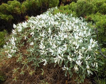 Astragalus tragacantha subsp. vicentinus