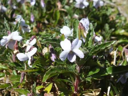 Shrubby Violet - Violoa arborescens