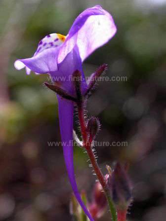 Algarve Toadflax - Linaria algarviana