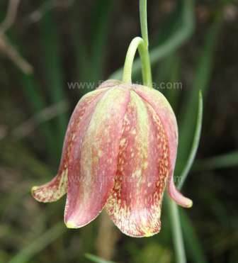 Fritillary - Fritillaria lusitanicum