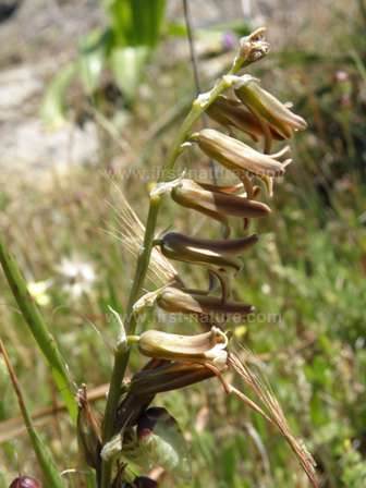 Brown Bluebell - Dipcadi serotinum