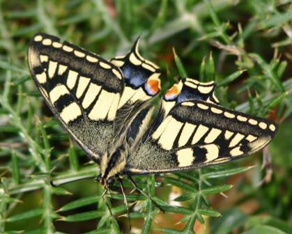 Swallowtail Butterfly