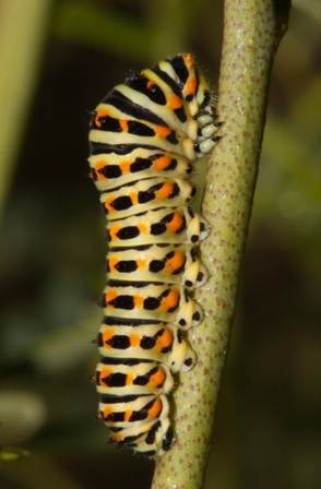 Swallowtail Butterfly larva