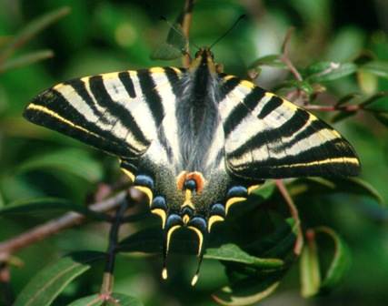 Scarce Swallowtail Butterfly