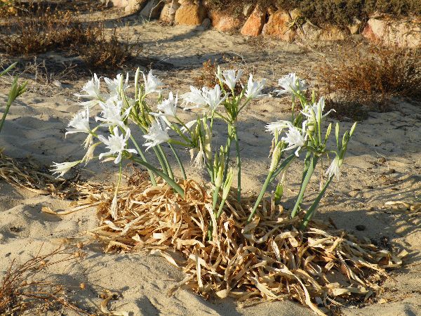 Sea Daffodil