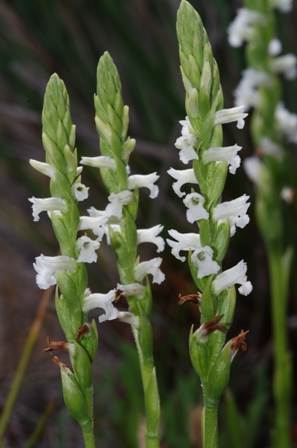 Summer Lady's-tresses - Spiranthes aestivalis