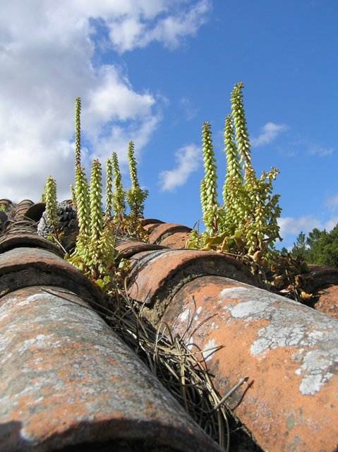 Plants soon colonise tile roofs