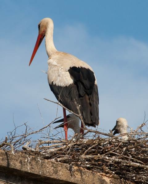 Storks nest on many manmade structures