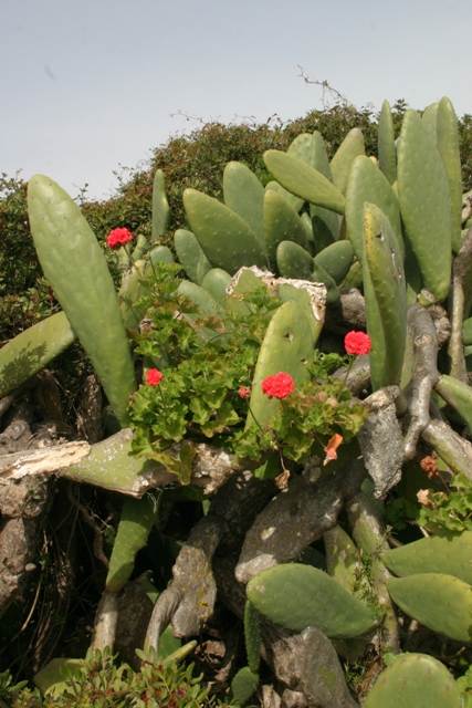 Geraniums find a home in a prickly pear