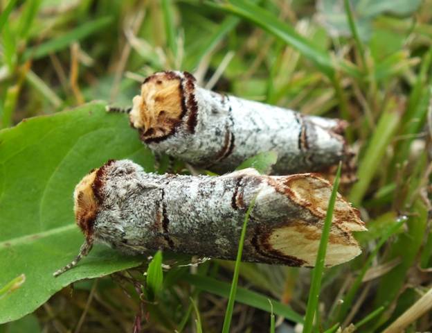 Buff-tip Moth