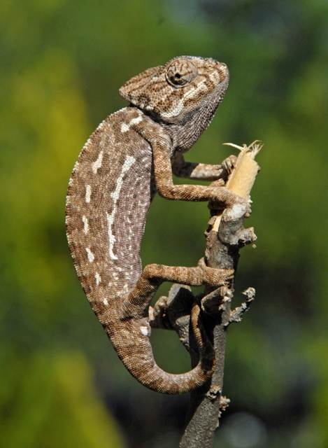 European Chameleon - brown colouring