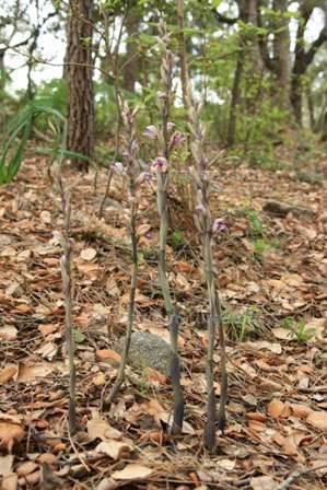 The Violet Limodore - Limodorum abortivum
