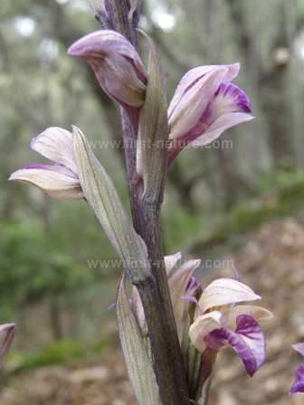 The beautiful flowerhead of the Violet Limodore
