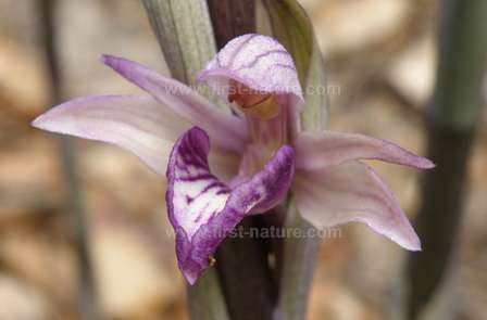 A closeup of the Violet Limodore