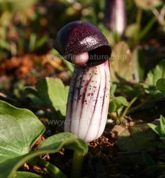 Friar's Cowl - Arisarum vulgare