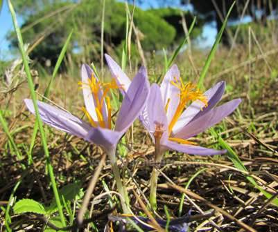 Crocus serotinus
