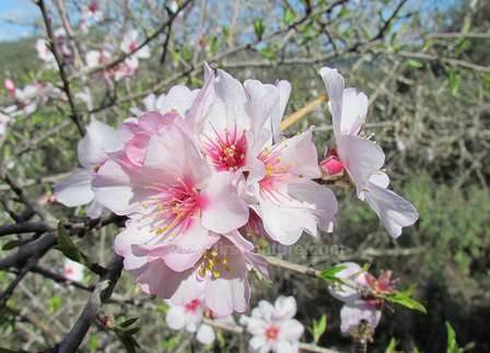 Almond Blossom