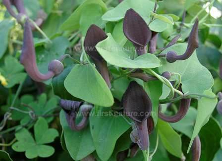 Aristolochia baetica