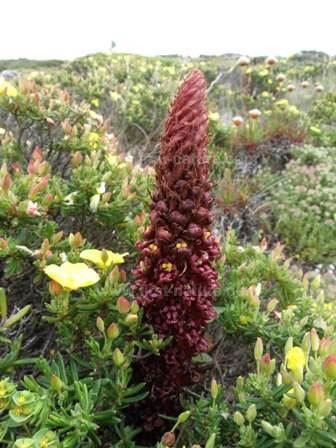 Orobanche foetida