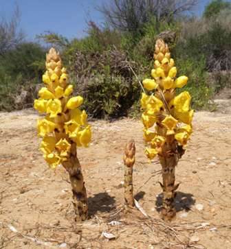Cistanche phelypaea