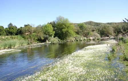 A healthy flowing river in springtim in the Algarve