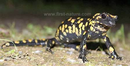 Fire Salamander - Salamandra salamandra