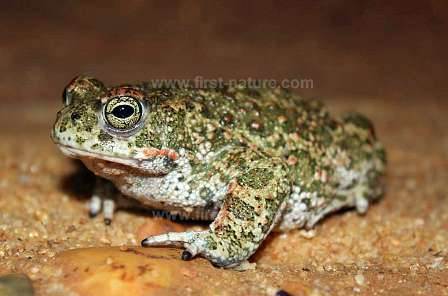 The Natterjack Toad - Bufo calamita