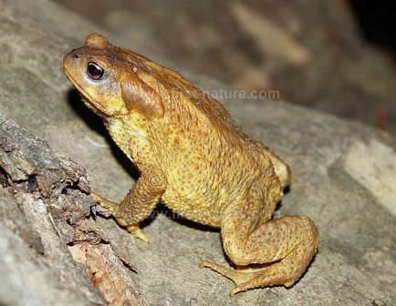 The Common Toad