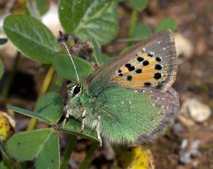 Provence Hairstreak buttefly