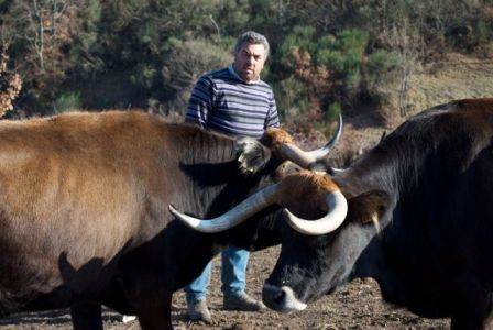 Maronesa cattle in Portugal
