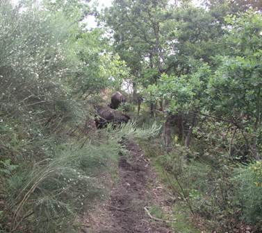 Even small herds of cattle make paths which can act as fire breaks