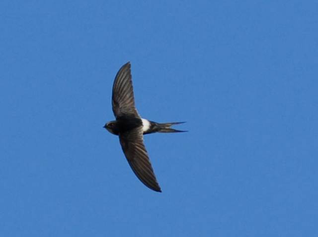 White-rumped Swift