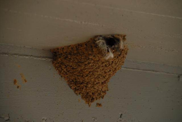 White-rumped Swift's nest