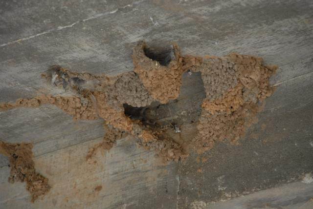Destroyed nest