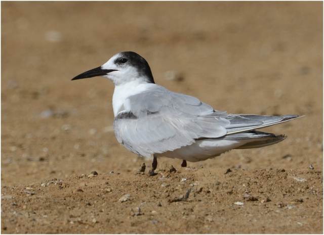 An immature Common Tern