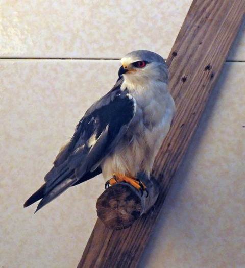 Black-shouldered Kite at RIAS