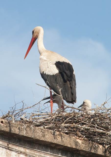 Stork