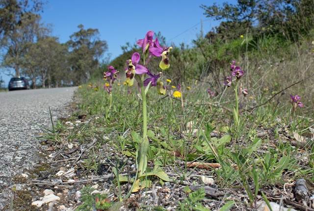 Sawfly Orchid in the Algarve