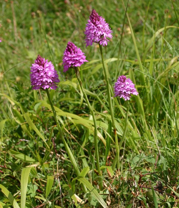 The perfect pyramids of Anacamptis pyramidalis Pyramidal Orchid